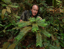 Patrick Blanc observing the spiral arrangement of the plagiotropic lateral branches in Lasianthus attenuatus, Bukit Timah NR, Singapore, Aug. 2016
