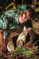 Patrick Blanc observing the sporophore of Helminthostachys zeylanica, Sarramea, New Caledonia, Aug. 2023