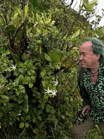 Patrick Blanc observing the star white flowers of Hillia parasitica growing on the ground at the base of La Soufrière volcano, Savane à Mulets, Basse Terre, Guadeloupe, Feb. 2026