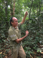 Patrick Blanc observing the stem of a Geophila, Mont des Elephants, Kribi, March 2018