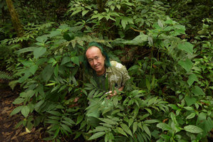 Patrick Blanc observing the strongly anisophyllous  Cuatresia riparia, Chicaque, Soacha, Colombia, Oct. 2016