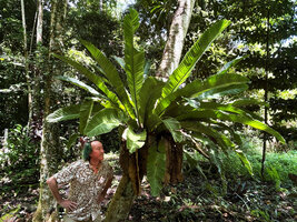 Patrick Blanc observing the strongly plicate fronds of a local native form of Asplenium nidus, sometimes considered as var. plicatum and maybe at the origin of cultivars like 'Cobra', Manokwari, West Papua, May 2025