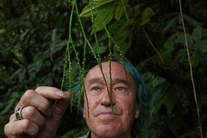 Patrick Blanc observing the synangia of Psilotum complanatum, Imbu Rano, Kolombangara, Solomon Islands, Sept. 2019