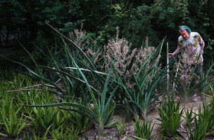 Patrick Blanc observing the tall inflorescences of Dracaena (syn. Sansevieria) perrotii in Mbuyuni Farm Retreat garden, Morogoro, Tanzania, Jan. 2021