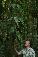 Patrick Blanc observing the tiers of leaves of the climbing Orchid, Claderia viridiflora, Deramakot FR, Sabah, Borneo, July 2022