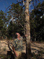 Patrick Blanc observing the tightly appressed concave shingle leaves of Dischidia imbricata, Bauro, Lautem, Nino Konis Santana NP, Timor Leste, Aug. 2026