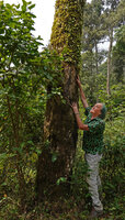 Patrick Blanc observing the tightly appressed epiphytic Medinilla beddomei along a mossy tree trunk, Idukki, Kerala, India, Jan. 2023