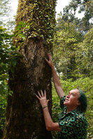 Patrick Blanc observing the tightly appressed epiphytic Medinilla beddomei, Munnar, Kerala, India, Jan. 2023