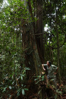 Patrick Blanc observing the tightly appressed leaves of Pothos cf. barberianus climbing along a tree trunk, Deramakot FR, Sabah, Borneo