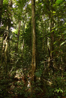 Patrick Blanc observing the tiny Freycinetia elegantula climbing 10 m high along a tree trunk, Karawari, Sepik, Papua New Guinea, March 2016