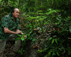 Patrick Blanc observing the tuberous Impatiens adenioides emerging from a karst boulder, Ranong, Thailand, March 2022