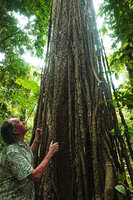 Patrick Blanc observing the twenty meters long freely hanging nutritious roots of Scindapsus maclurei, Kaeng Krachan NP, Thailand, March 2022
