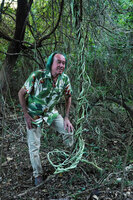 Patrick Blanc observing the twining stems of Stictocardia tiliifolia, Domaine de Deva, New Caledonia, Aug. 2023