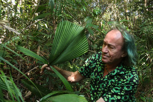 Patrick Blanc observing the undivided median leaf lobe of Licuala magalonii, Ba Na Hills, Da Nang, Vietnam, Oct. 2018