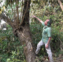 Patrick Blanc observing the upright growing stems of an hemiepiphytic Schefflera, Brahmagiri WS, Karnataka, India, Jan. 2023