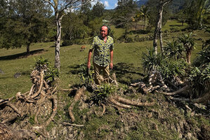 Patrick Blanc observing the very unusual thick long stolons of Pandanus tectorius appearing after that villagers cut the main stem, Ossu, Timor-Leste, Aug. 2026