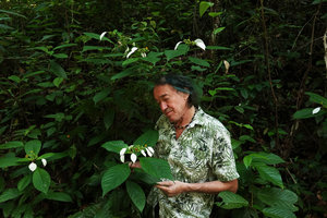 Patrick Blanc observing the white enlarged sepals, the calycophylls, of the shrubby Mussaenda wallichii, Khao Lampi, Hat Thai Mueang NP, Phang Nga,Thailand, June 2019