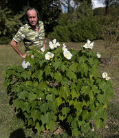 Patrick Blanc observing the white form of Hibiscus mutabilis at the Ataturk Arboretum, Istanbul, Sept. 2021