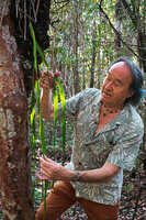 Patrick Blanc observing the wide long hanging fronds of Ophioglossum pendulum with base anchored in the roots of Asplenium nidus, Ankin&#039;ny Nofy Reserve, Madagascar, Aug. 2024 