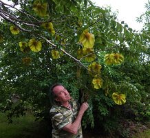 Patrick Blanc observing the winged fruits of Pterocarpus angolensis, Lupita island, Kipili, Lake Tanganyika, Tanzania, Jan. 2021