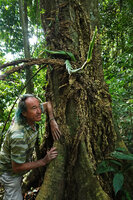 Patrick Blanc observing the young stoloniferous axes as well as the corky rhytidome covering the stems and the feeding roots of Scindapsus coriaceus, Danum Valley, Sabah, Borneo, July 2022 