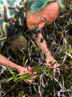 Patrick Blanc observing two flowering stems of Riedelia cf. montana, Anggi Lakes, 2300 m asl, Arfak Mts, West Papua, May 2025