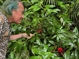 Patrick Blanc observing two flowering stems of Tapeinochilos beccarii, Malagufuk, 200 m asl, Sorong, West Papua, May 2025