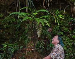 Patrick Blanc observing two small tree ferns, Alsophila hookeri with pinnate fronds and Alsophila sinuata with entire fronds, Kanneliya, Sri Lanka, Nov. 2024