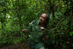 Patrick Blanc observing Vanilla albida flowering in forest understory, Khao Phra Thaeo, Phuket, Thailand, March 2022