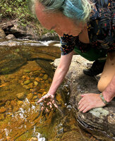 Patrick Blanc offering his hand to a population of Garra ceylonensis in a fast flowing forest stream, the habitat of Aponogeton rigidifolius, Sinharaja, Sri Lanka, Nov. 2024
