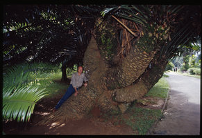 Patrick Blanc on an old multi stemmed Cycas, Peradeniya Bot. Gard., Sri Lanka, Jan. 2005