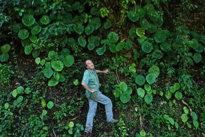 Patrick Blanc on a vertical bank covered by Begonia nelumbonifolia, Coban, Alta Verapaz, Guatemala, Jan. 2020