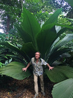 Patrick Blanc one more time among the huge Johannesteijsmannia altifons leaves, Botanic Gardens, Singapore, March 2016