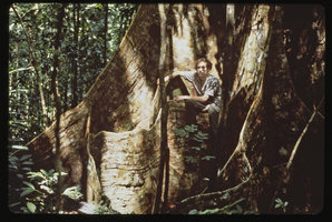 Patrick Blanc on Ficus buttresses, Saul, French Guyana, Feb. 1978