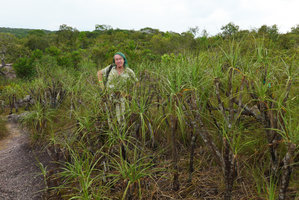 Patrick Blanc on  rock slabs among old Vellozia tubiflora individuals surviving after fire, Cano Cristales, Meta, Colombia, Oct. 2016
