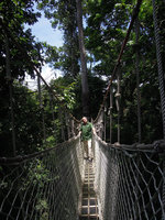 Patrick Blanc on the aerial corridor between the 70 m high Parashorea chinensis, Xishuangbanna, China, June 2016