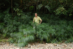 Patrick Blanc on the banks of the Temburong river, among a population of the clustering rheophytic Palm, Pinanga tenella, Brunei, Borneo, March 2012