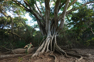 Patrick Blanc on the buttressed roots of Ficus obliqua, Domaine de Deva, New Caledonia, Aug. 2023