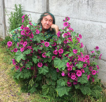 Patrick Blanc partly hidden by a clump of Malope trifida in full bloom in an open car park area, Paris, June 2017