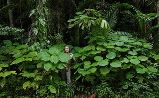 Patrick Blanc partly hidden by a population of the huge leaved Louteridium donnell-smithii, Chiquibul NP, Belize, Jan. 2020