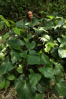 Patrick Blanc partly hidden by Homalomena leaves, Khao Sok NP, Thailand, March 2017