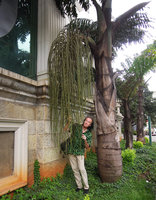 Patrick Blanc partly hidden by the huge inflorescence of Caryota obtusa, Kunming, China, July 2016