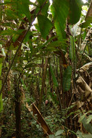 Patrick Blanc partly hidden by the huge Phenakospermum guyannense in riverine forest, Lagos de Menegua, Puerto Lopez, Meta, Colombia, Oct. 2016