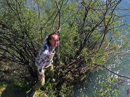 Patrick Blanc perched on the rheophytic Salix viminalis, Saint Moritz, Switzerland, June 2015