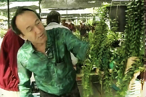 Patrick Blanc selecting the plant at the Chatuchak market for the vertical gardens at Siam Paragon