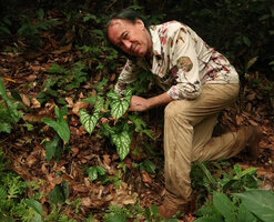 Patrick Blanc showing a bright silver patched young individual of Cercestis mirabilis close to a plain green one, Ebodjé, Campo, March 2018