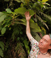 Patrick Blanc showing a Cyrtandra species with densely packed flowers and fruits along the stem, hidden under the leaves, Tenaru Falls, Guadalcanal, Solomon Islands, Sept. 2019