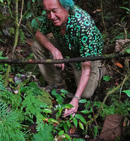 Patrick Blanc showing a flowering stem of Begonia mufidahkallae, Gale Gale, 300 m asl, Seram, Moluccas, April 2024