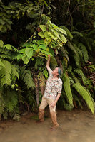 Patrick Blanc showing a large isophyllous Cyrtandra species with inflorescences congested along the stem, Tenaru Falls, Guadalcanal, Solomon Islands, Sept. 2019