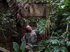 Patrick Blanc showing a leaf of Heptapleurum heterophyllum covering the top of a ruin in the forest, probably a Japanese remnant of WW 2, the same plant already here at the same place in 1991, Taman Negara, Malaysia, Sept. 2025
